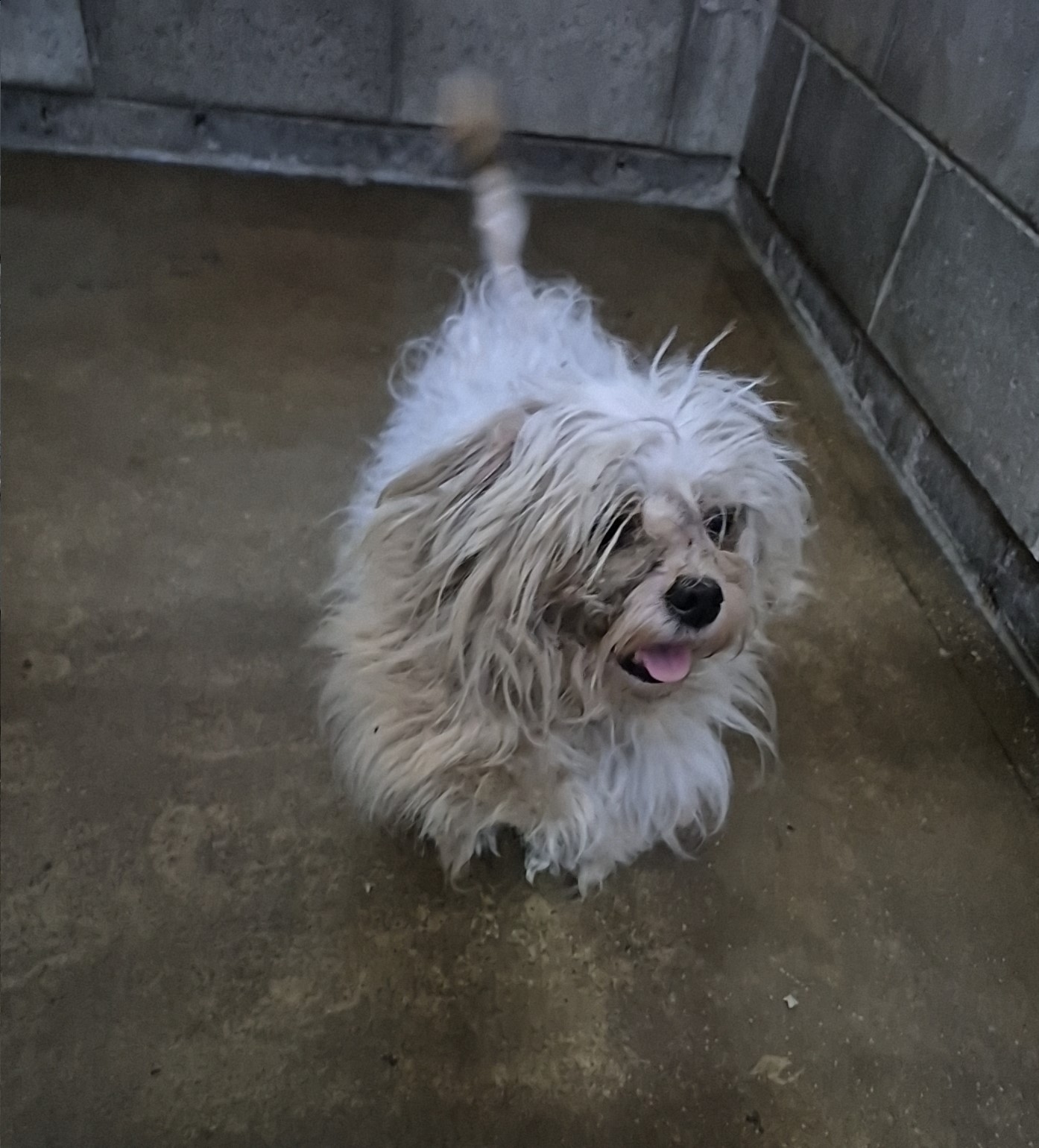 군산유기동물보호센터_445467202502053